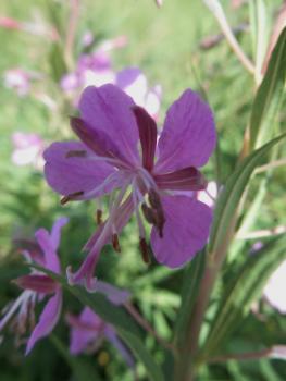 Preview: Weidenröschen Bio-Qualität zum Räuchern